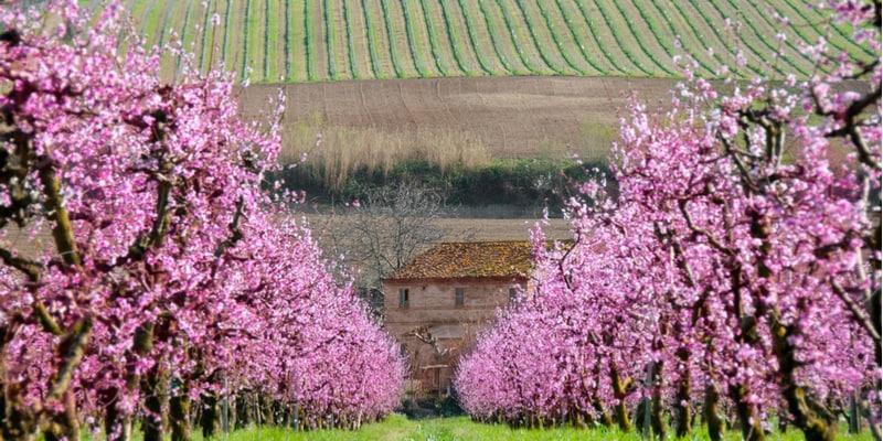 fioritura-ciliegi-italia